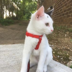 Meet your Posher, Carol